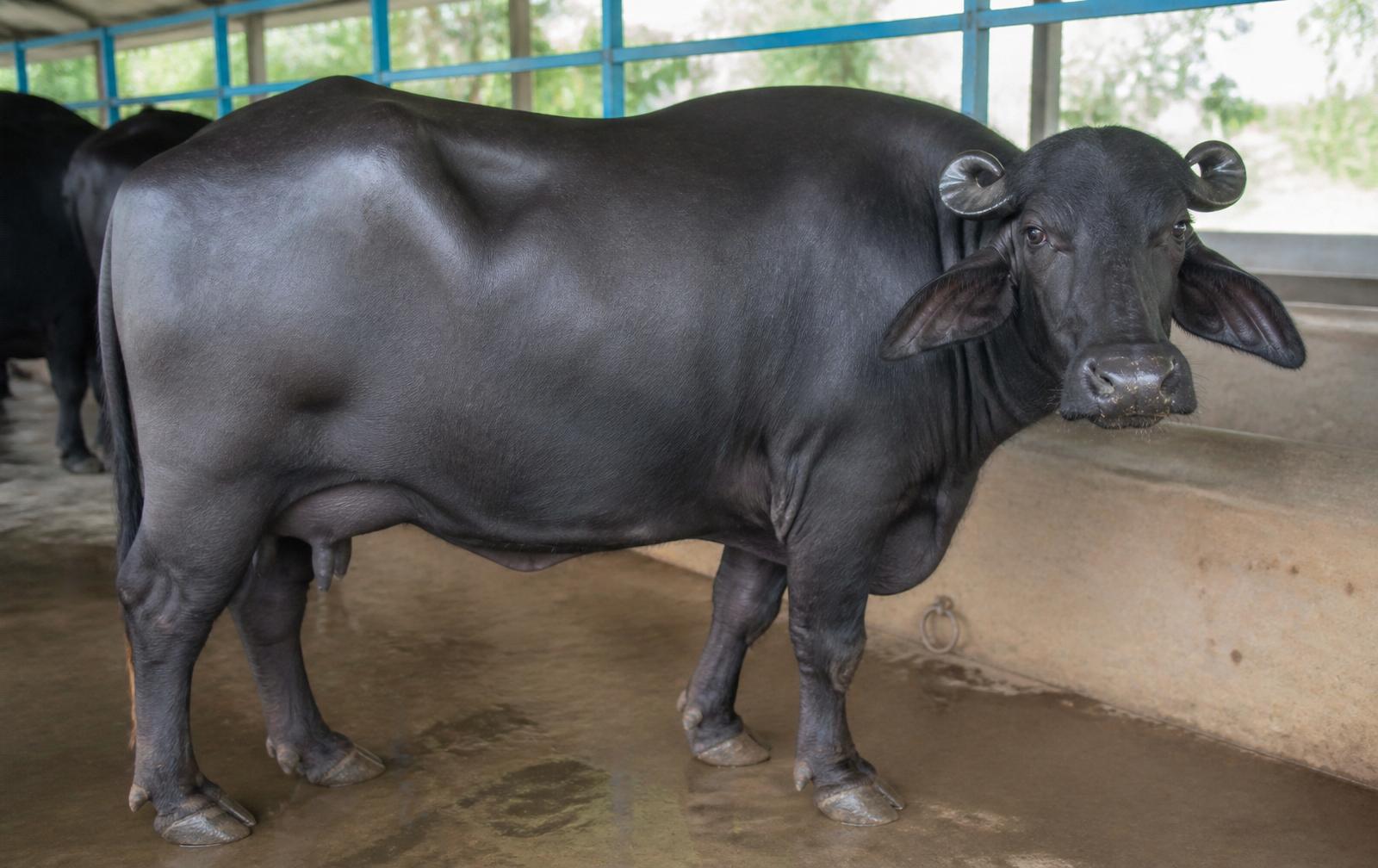 Buffalo Milk Let-Down & Udder Health: A Practical Farm Guide