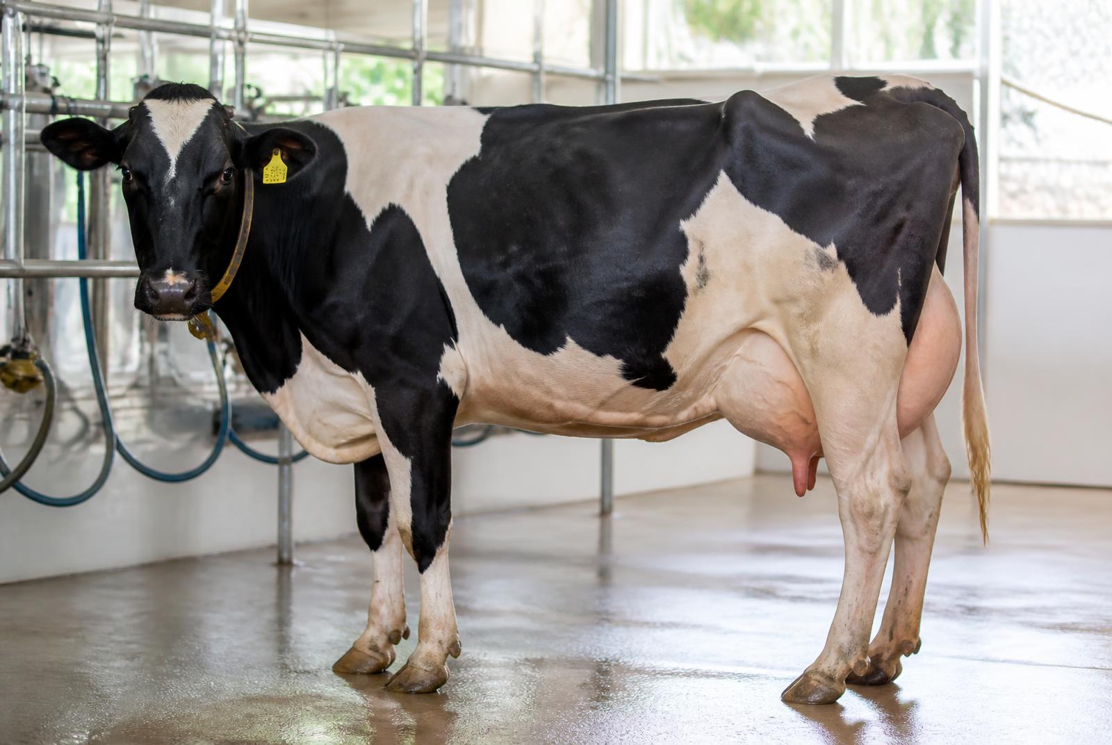 Why Calcium Supplementation Is Essential for High-Producing Dairy Cows
