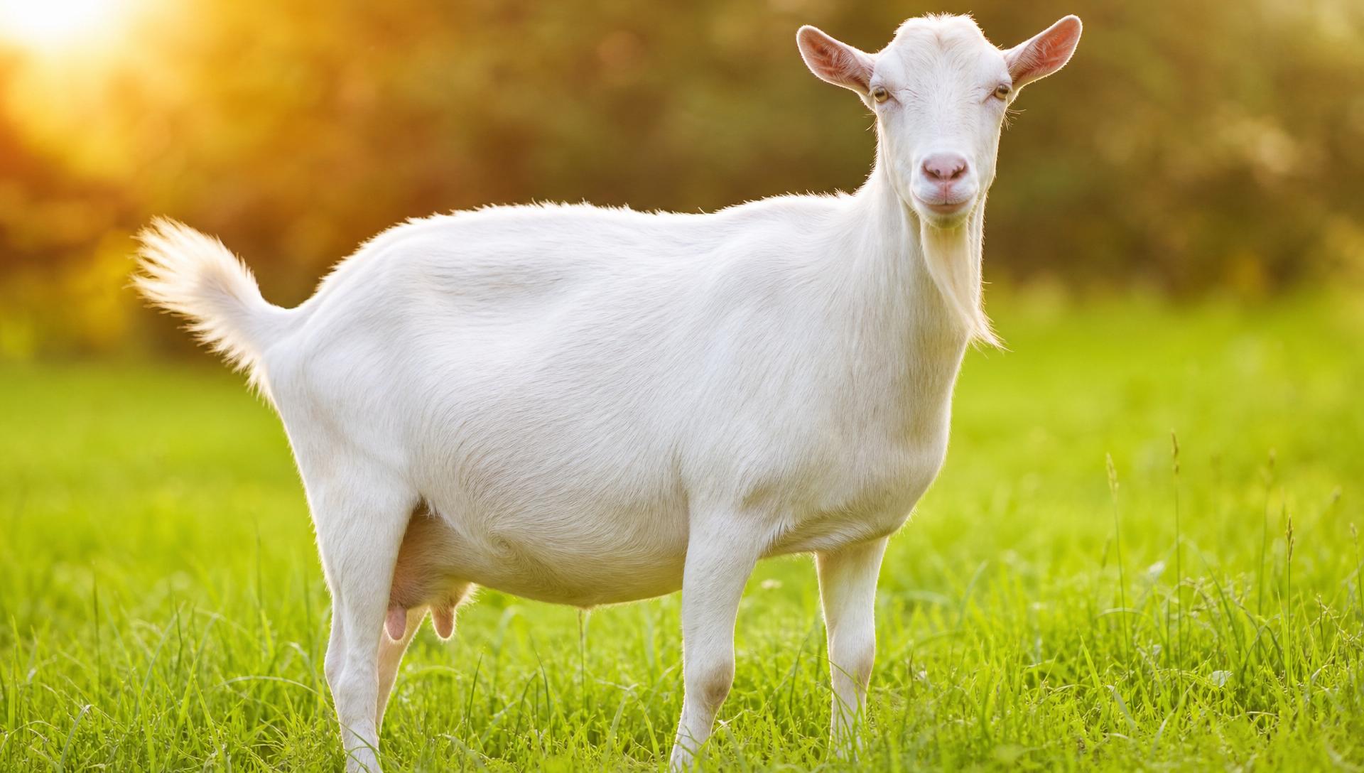 Goat