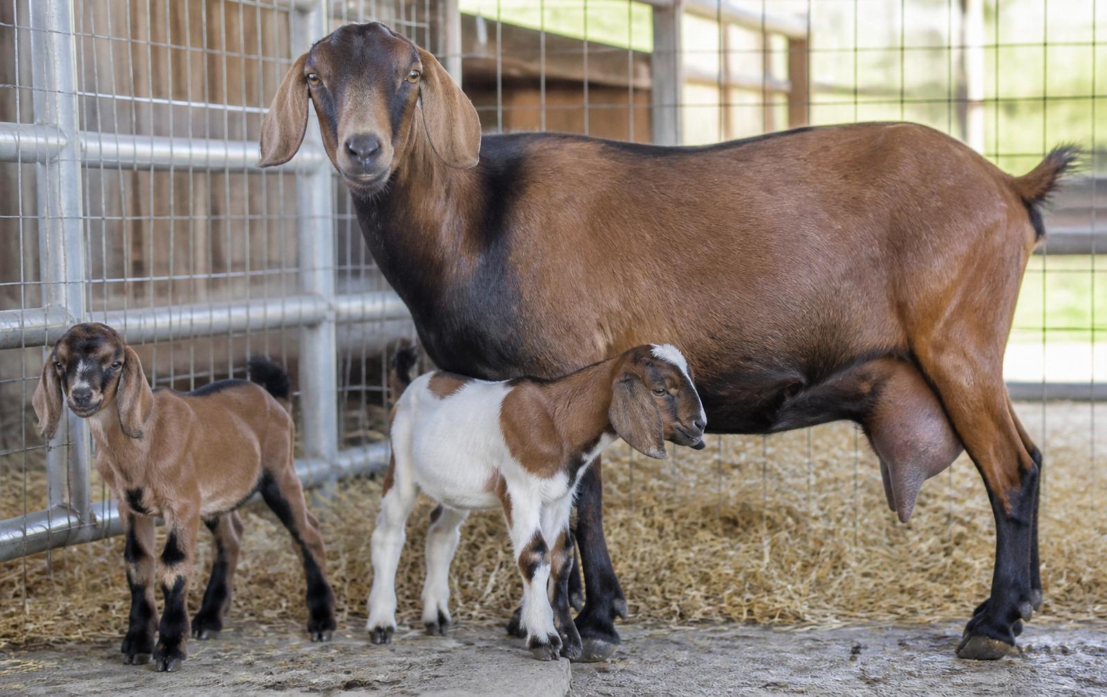 Goat Farming: Kid Growth, Doe Nutrition & Preventing Weak Kids