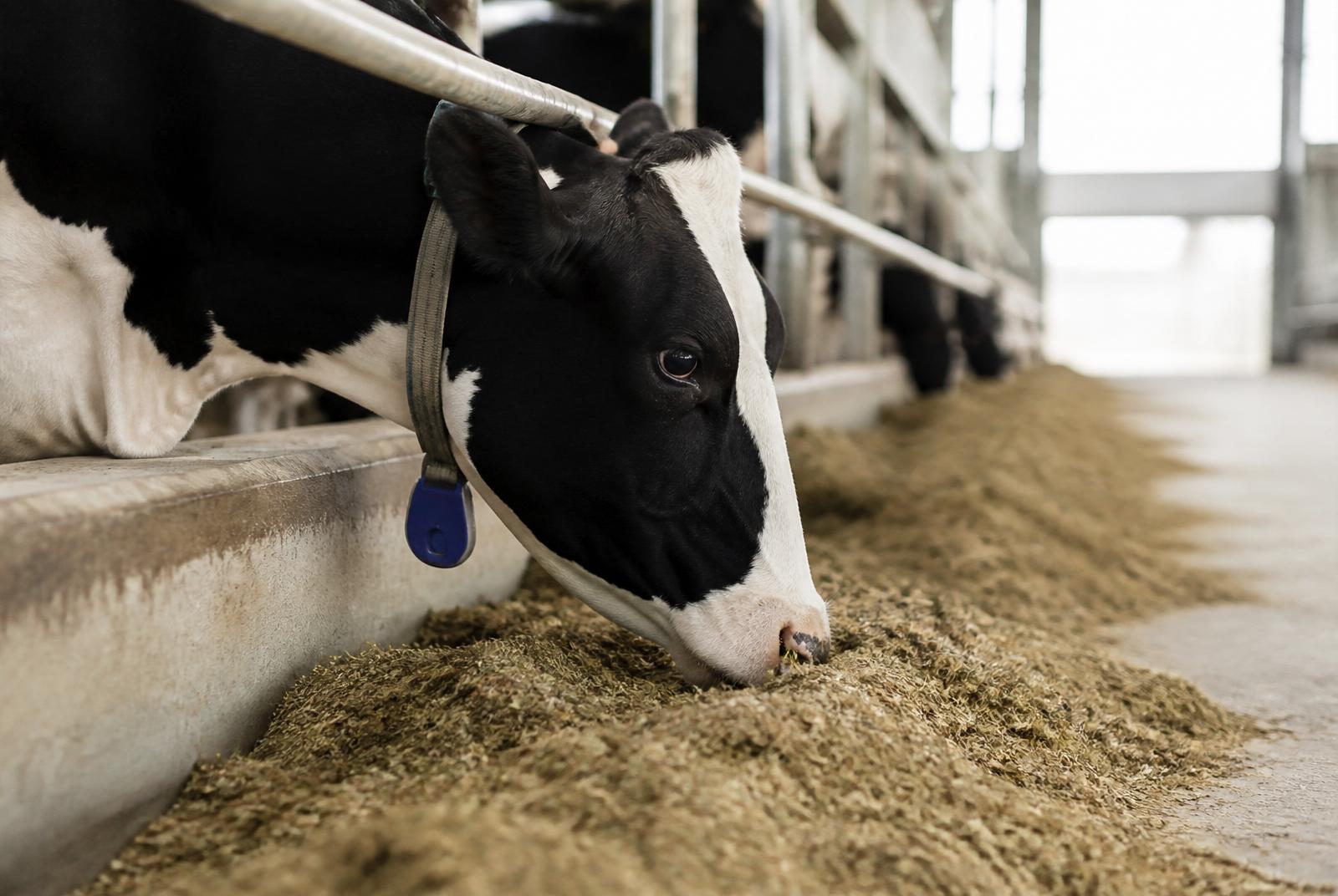Ketosis in Dairy Cattle: Early Detection Can Save Your Milk Yield