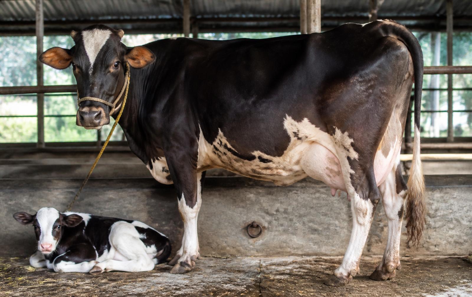 Milk Fever in Dairy Cattle: Causes, Symptoms, Prevention & Management