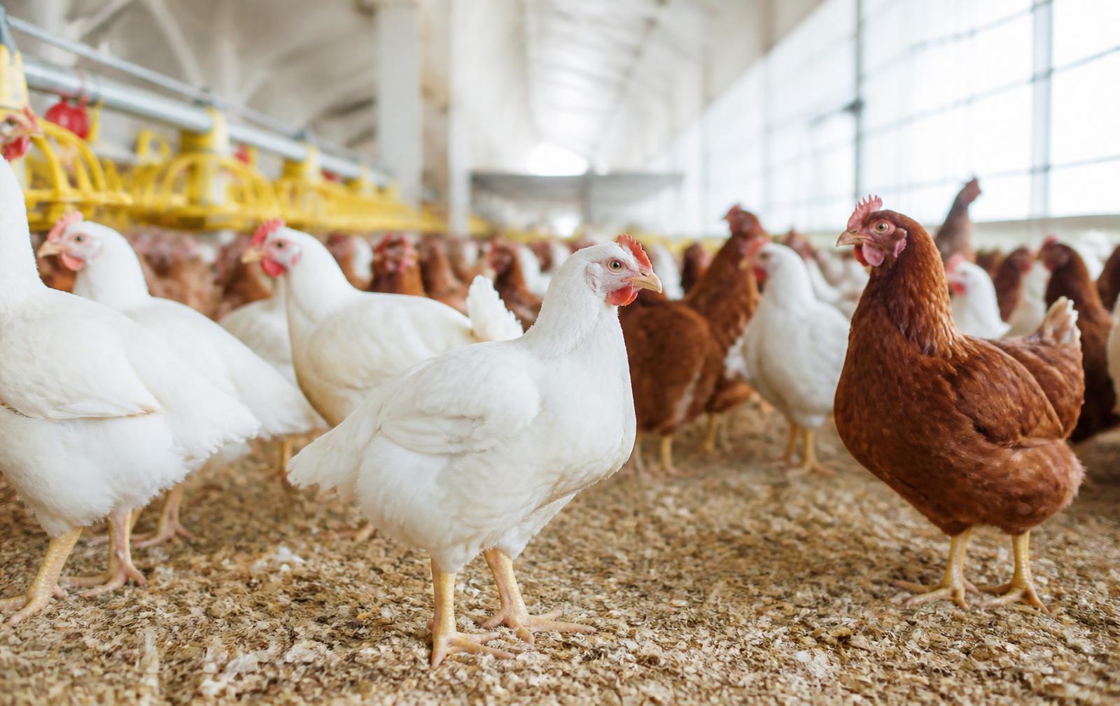 Poultry Gut Health: Managing Mycotoxins, Heat Stress & Shell Quality