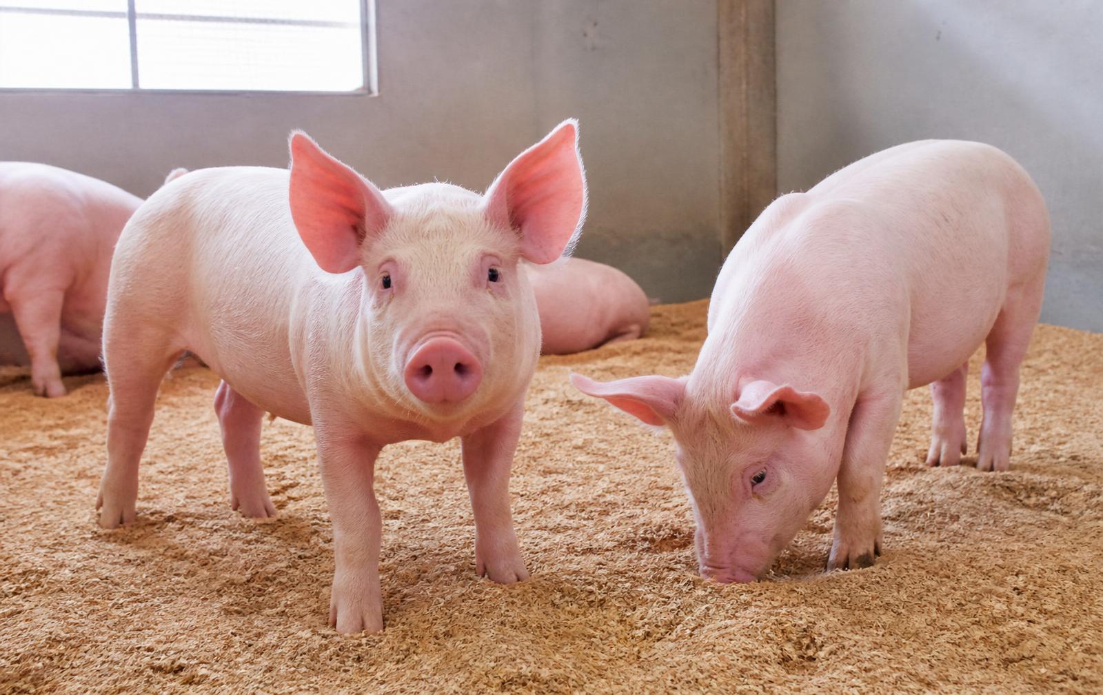 Swine Nutrition: Feed Conversion, Sow Productivity & Piglet Survival