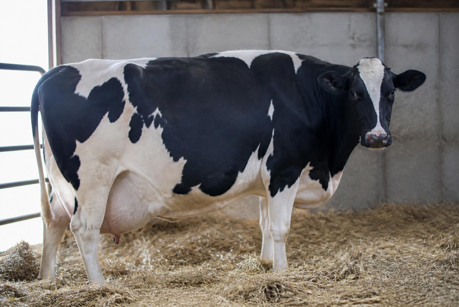 The Transition Period in Dairy Animals: The Most Critical 21 Days
